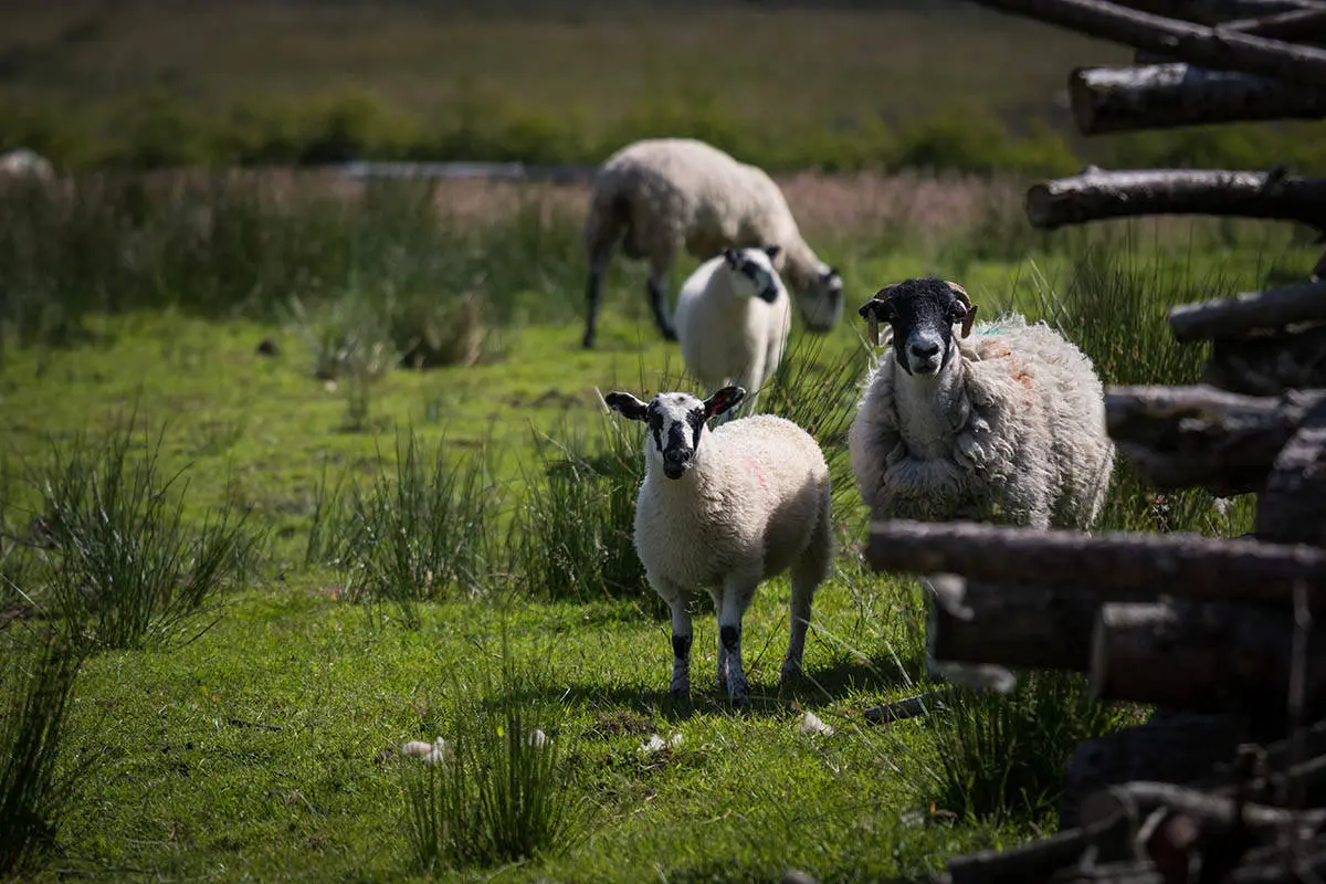 Ewe Love Camping Pods