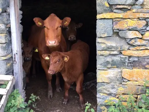 Ewe Love Camping Pods Lakde District Cows